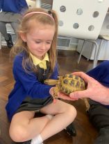 Casey’s Creatures 🐢